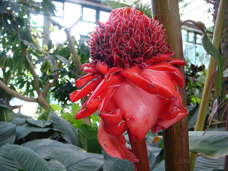 359 Longwood Gardens [2008 August 23].JPG - Longwood Gardens in Pennsylvania